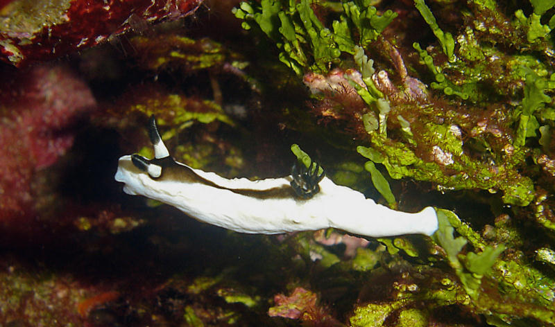 Glossodoris tibboeli